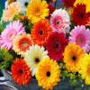 Gerberas Grandes Olho Preto