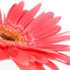 Gerberas Grandes Olho Preto - Image 2