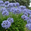 Agapanthus