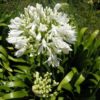 Agapanthus - Image 2