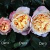 Rosa David Austin Edith - Image 2