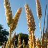 Espigas (Triticum)