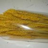 Espigas (Triticum) - Image 3