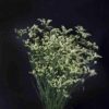 Limonium - Image 4