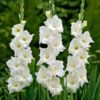 Gladiolus
