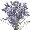 Limonium