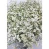 Limonium - Image 3