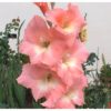 Gladiolus - Image 2