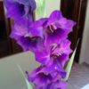 Gladiolus - Image 3