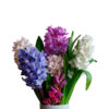 Hyacinthus - Image 4