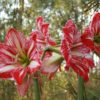 Amarilis - Image 2