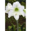 Amarilis - Image 3