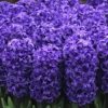 Hyacinthus
