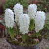 Hyacinthus - Image 2