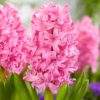 Hyacinthus - Image 3