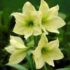 Amarilis - Image 4