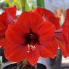 Amarilis